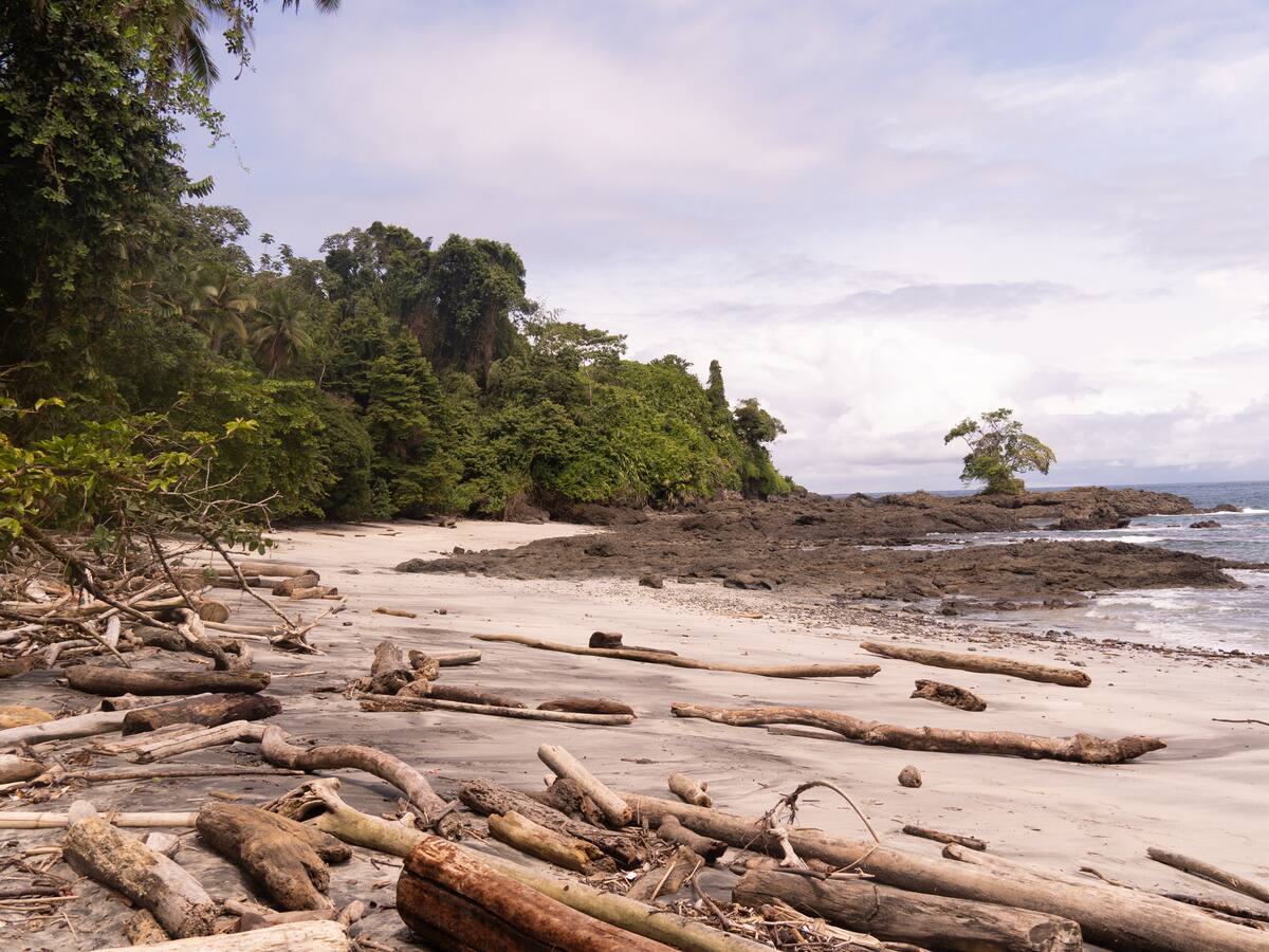 Emergencia ambiental en Chocó por llegada masiva de alga marina desde el Caribe