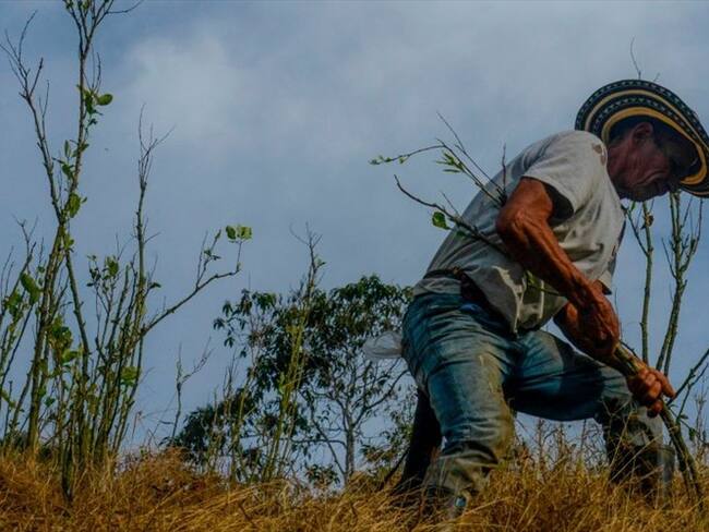 En el país todavía existen 13.000 hectáreas de coca y cultivos de amapola. Foto: Getty Images