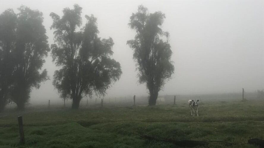 Se espera que el Gobierno Nacional, agilice la entrega de las ayudas y mejore la cobertura que hasta ahora ha sido de 100 productores por municipio. . Foto: W