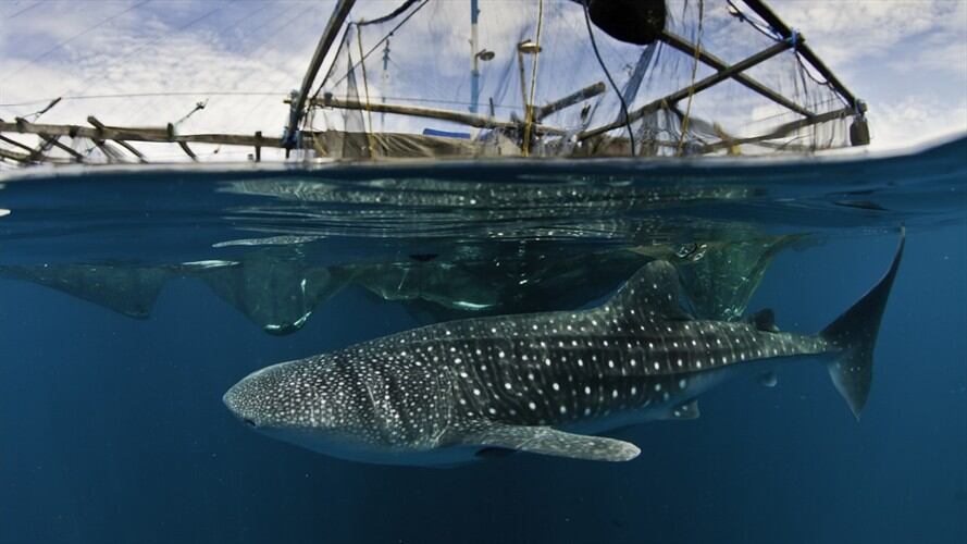 Esto se refiere a la resolución en la que se autorizó la pesca de tiburones y en la que el Gobierno reiteró que el “aleteo” de los mismos es considerado una acción delictiva. Foto: Getty Images