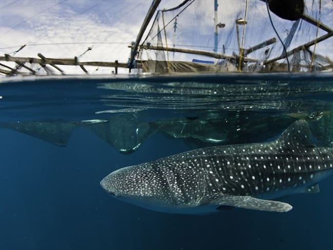 Esto se refiere a la resolución en la que se autorizó la pesca de tiburones y en la que el Gobierno reiteró que el “aleteo” de los mismos es considerado una acción delictiva. Foto: Getty Images