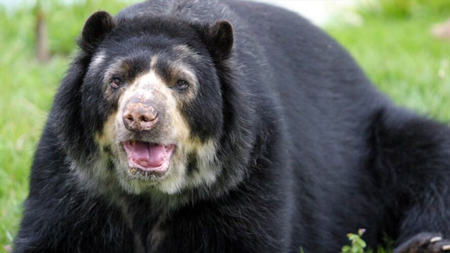 Con una votación de 7 a 2 en contra, la Corte Constitucional negó un habeas corpus con la que se buscaba trasladar al oso Chucho que se encuentra en el zoológico de Barranquilla a una reserva en Calda. Foto: Colprensa