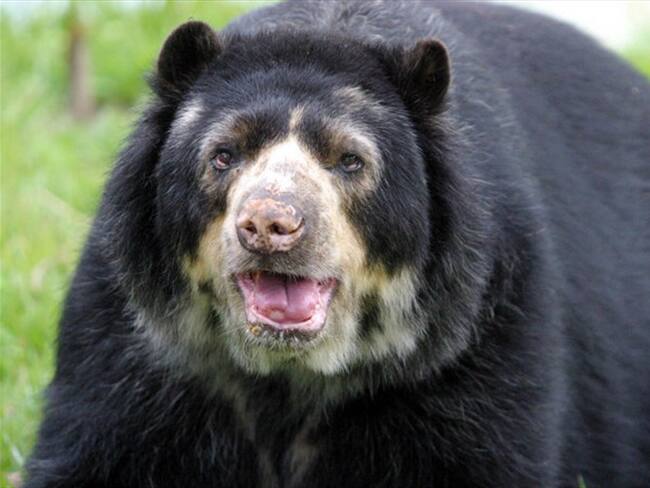 Con una votación de 7 a 2 en contra, la Corte Constitucional negó un habeas corpus con la que se buscaba trasladar al oso Chucho que se encuentra en el zoológico de Barranquilla a una reserva en Calda. Foto: Colprensa
