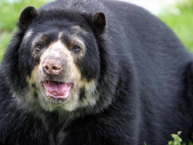 Con una votación de 7 a 2 en contra, la Corte Constitucional negó un habeas corpus con la que se buscaba trasladar al oso Chucho que se encuentra en el zoológico de Barranquilla a una reserva en Calda. Foto: Colprensa