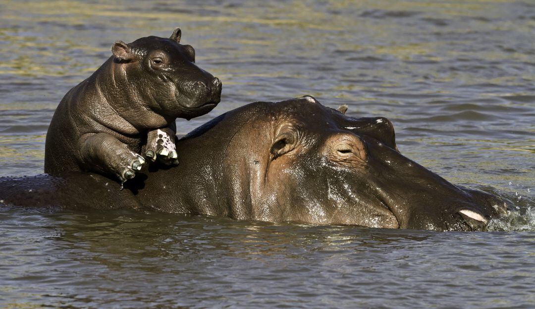 Hipopótamos de Pablo Escobar entre la caza de control o eutanasia