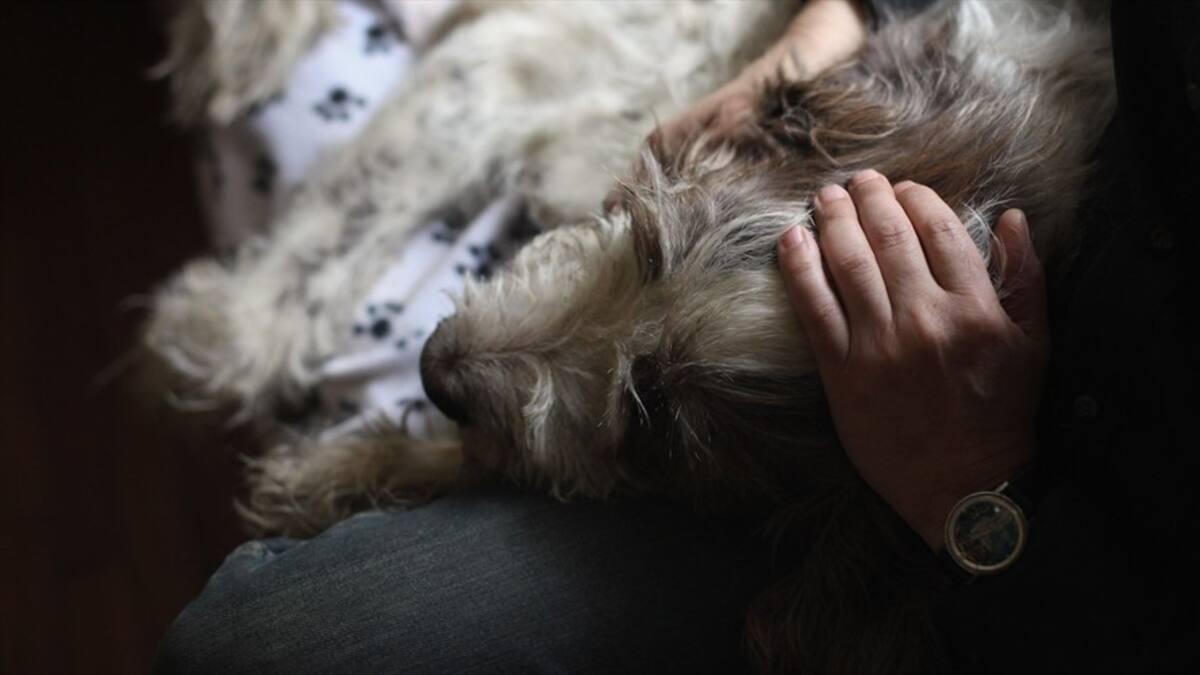 Hombre mató a puñaladas a un perro que defendió a su dueño del robo