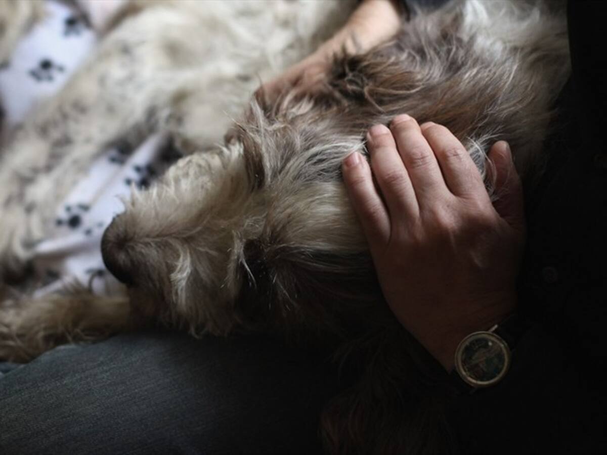 Hombre mató a puñaladas a un perro que defendió a su dueño del robo
