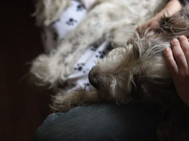 Esta ordenanza también plantea que la eutanasia debe ser el último mecanismo a la hora de tratar las problemáticas relacionadas con los perros callejeros: Mauricio Marsicano. Foto: Getty Images