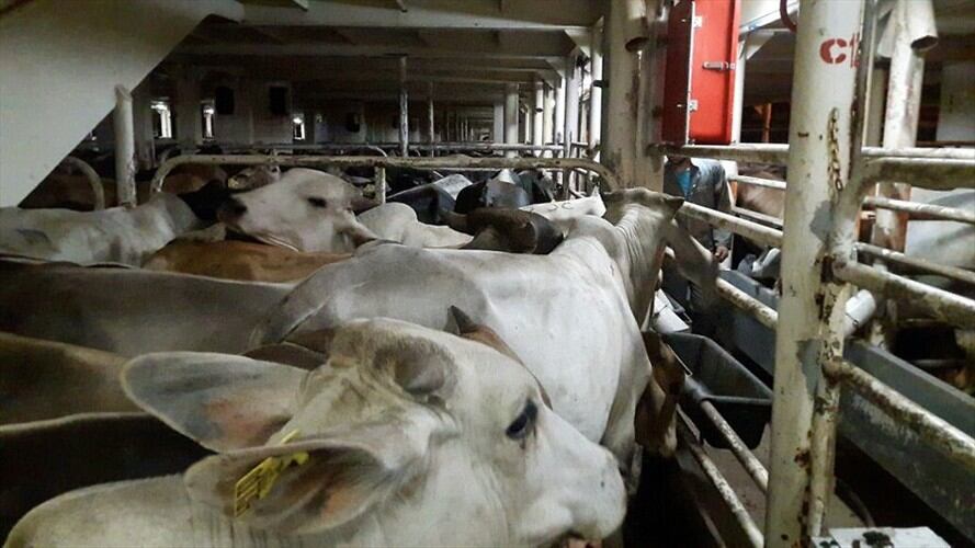 Reconocen nuevas regiones de Colombia como libres de fiebre aftosa. Foto: Colprensa