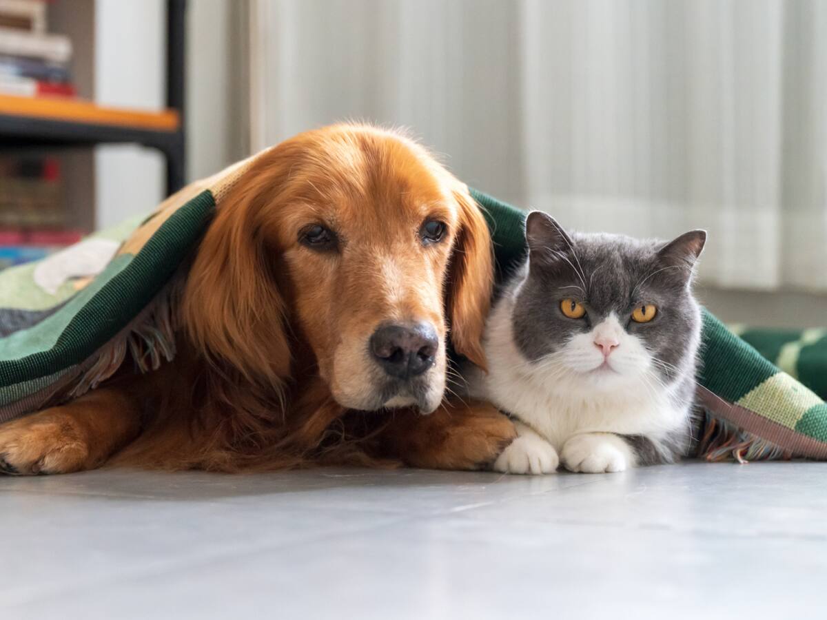 ¿Quiere esterilizar su mascota gratis? Aproveche las jornadas de octubre