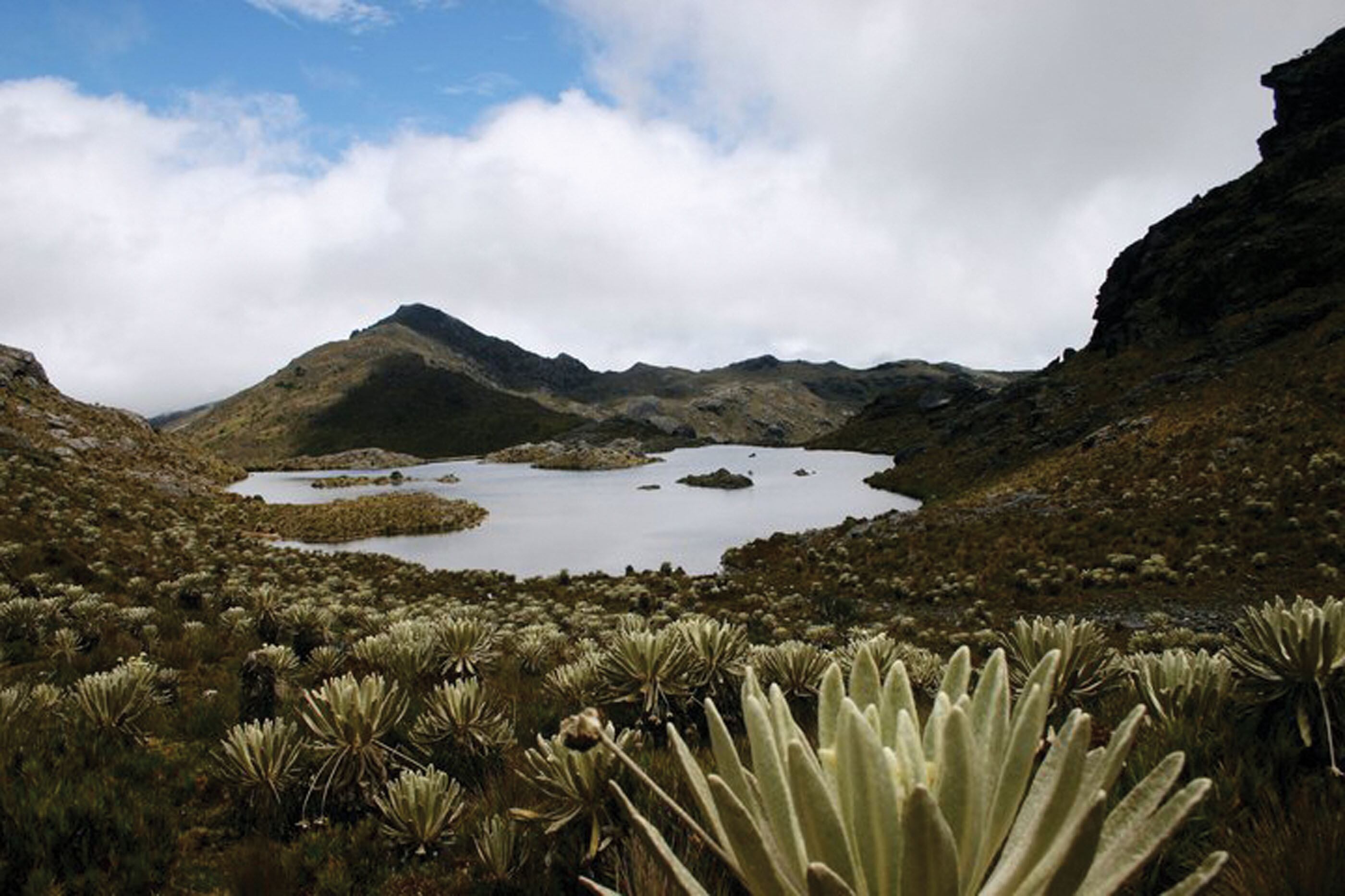 Páramo de Santurbán. Foto: Colprensa.