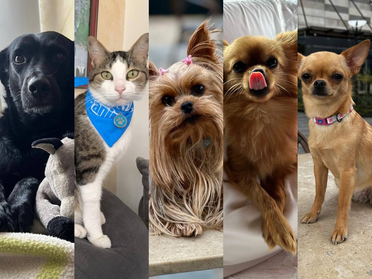 ¿Tiene mascota? Alcaldía de Bogotá anunció jornada de esterilización para perros y gatos en mayo