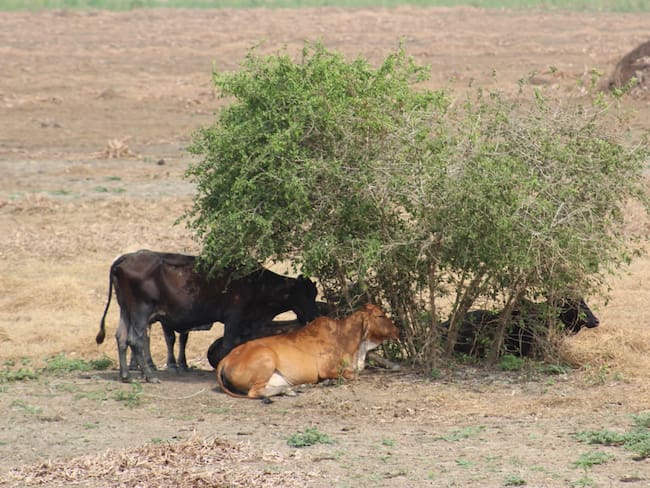 Sequía en Córdoba. Foto: prensa Alcaldía de Lorica.