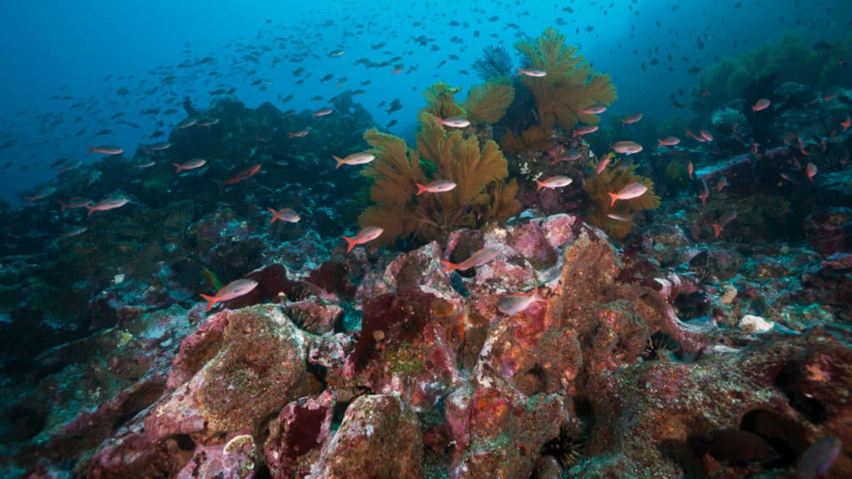 Buscan eliminar la pesca de arrastre de fondo en montes submarinos del Pacífico Sur
