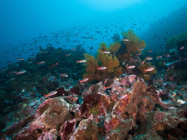 Buscan eliminar la pesca de arrastre de fondo en montes submarinos del Pacífico Sur