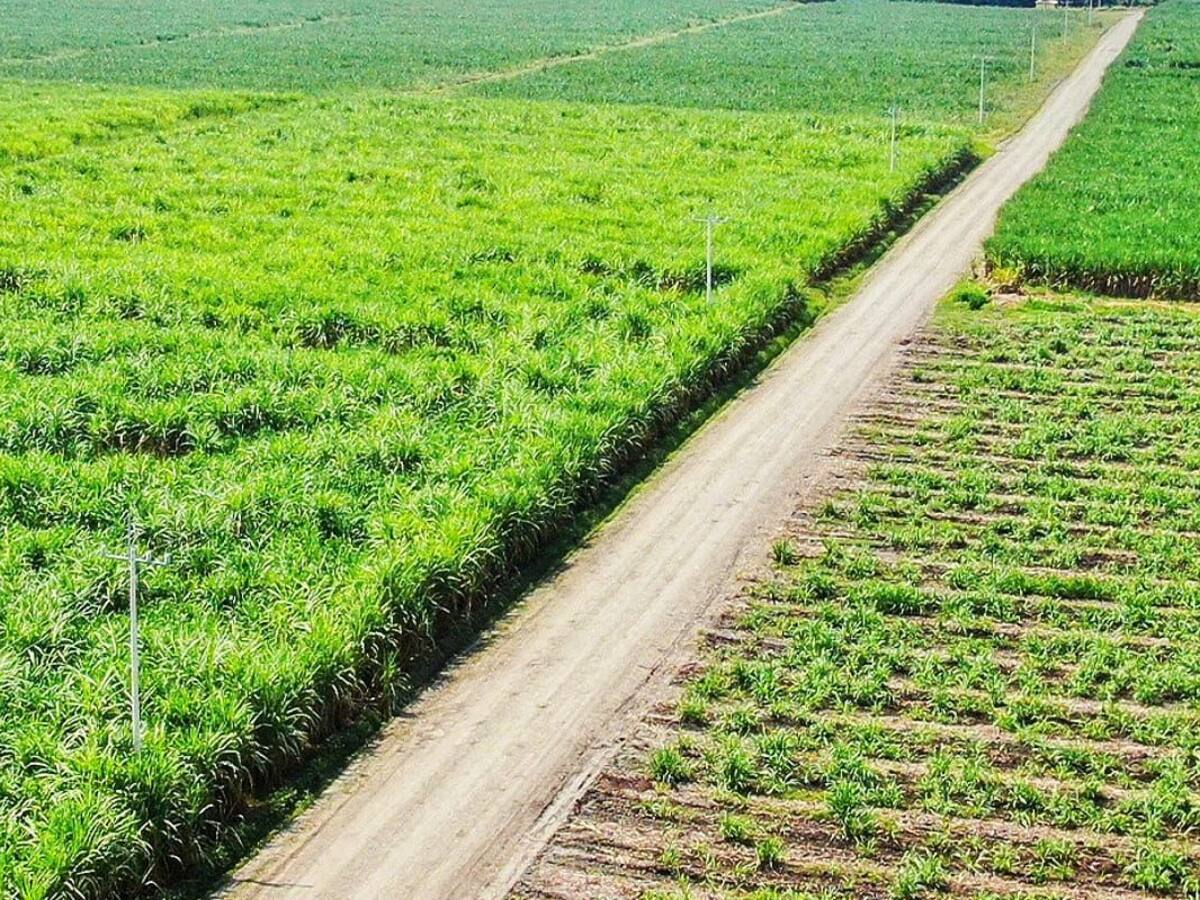 75 mil toneladas de azúcar se dejan de producir por invasiones en el Cauca: Asocaña