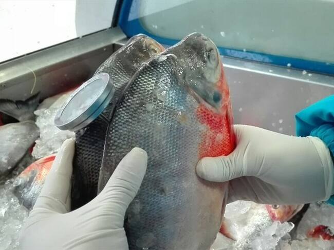 Operativos de pescado. Foto: Secretaría de salud