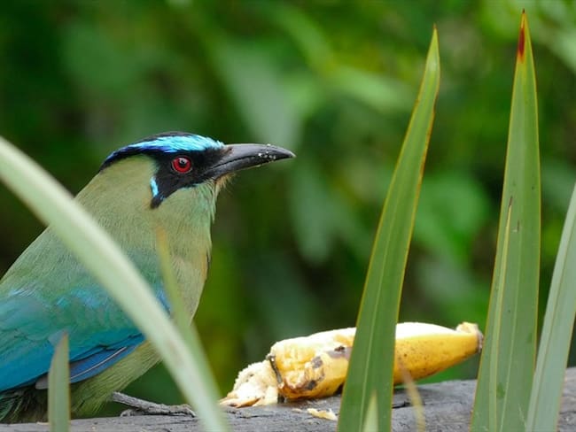 Documental confirma a Colombia como el país con más diversidad de aves en el mundo
