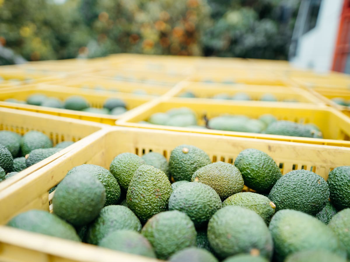 Colombia exportó 6.532 toneladas de aguacate hass para el Super Bowl