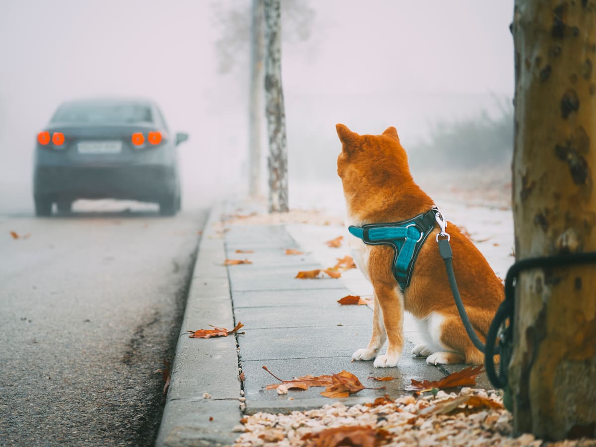¿En Colombia es delito el abandono de mascotas? Esto dice la ley