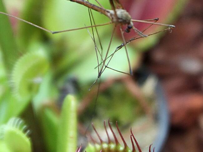 Plantas- Imagen de referencia. Foto: Colprensa