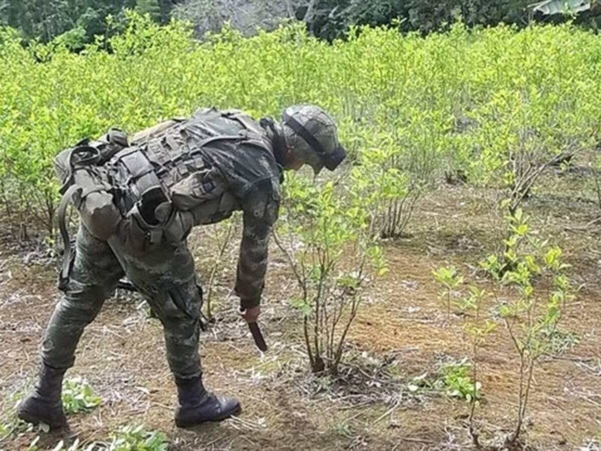 Llevamos las primeras 200 hectáreas de cultivos ilícitos erradicadas: Ejército