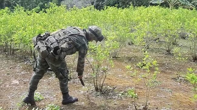 Llevamos las primeras 200 hectáreas de cultivos ilícitos erradicadas: Ejército. Foto: Colprensa