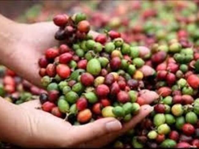 La salida del gerente de la Federación Nacional de Cafeteros, ¿resuelve los problemas del gremio?