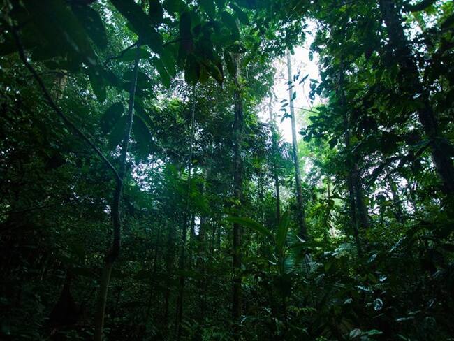 ¿Cómo avanza la sentencia que protege a la Amazonía colombiana de la deforestación?
