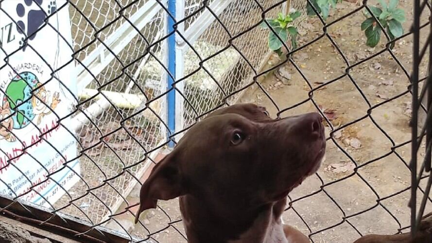 Perro Pitbull. Foto:Alcaldía de Piedecuesta.