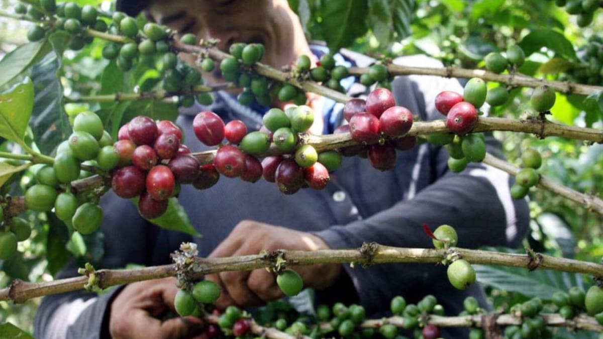 Se llevó a cabo el lanzamiento del Plan Cosecha Cafetera 2024- 2025 en Santa Marta