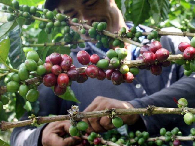 Se llevó a cabo el lanzamiento del Plan Cosecha Cafetera 2024- 2025 en Santa Marta