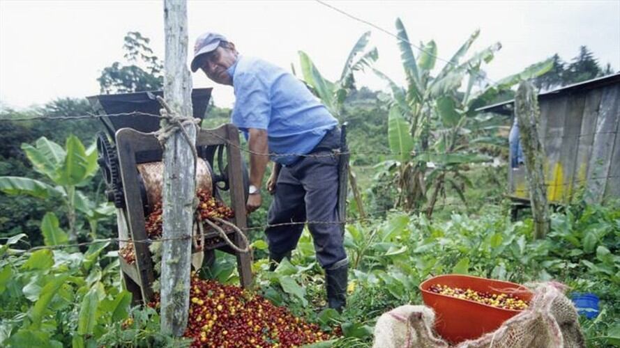 El Gobierno por fin respondió a los llamados de urgencia de los caficultores del país. Foto: Cortesía Web Caracol