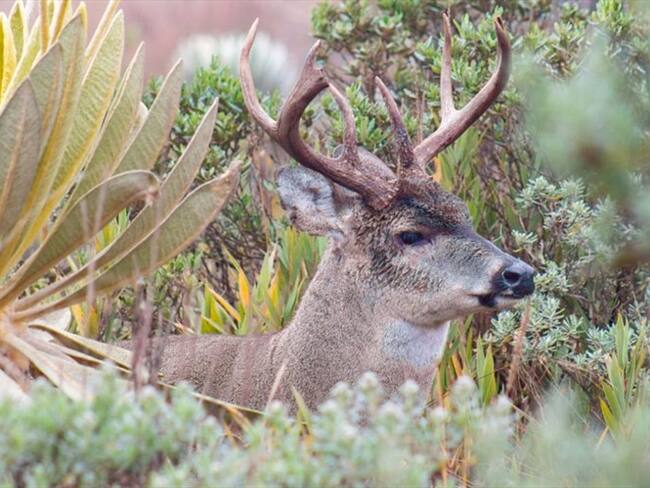 Celebró la decisión del alto tribunal porque ayuda a la conservación de la biodiversidad de los territorios. . Foto: Corpoboyacá