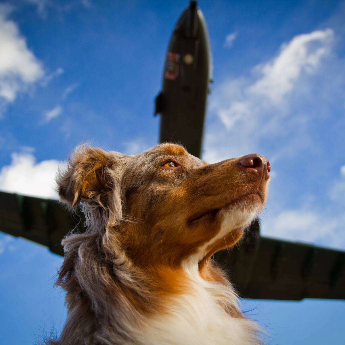 Viajes en avión con mascota: ¿Cuánto cuesta llevarlos en bodega?