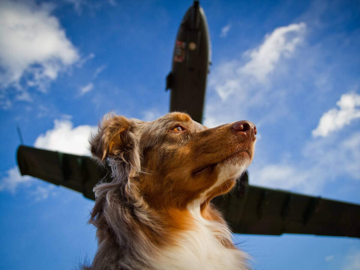 Viajes en avión con mascota: ¿Cuánto cuesta llevarlos en bodega?