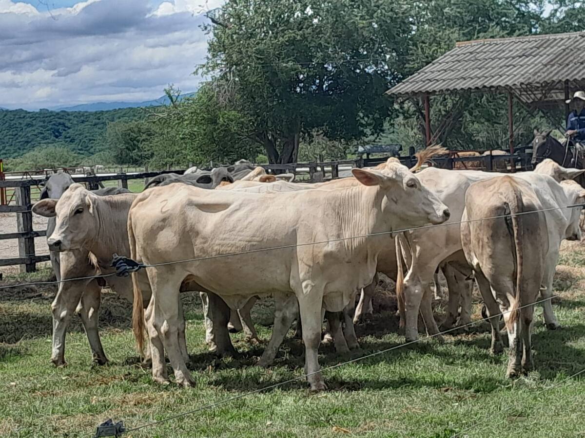 Presunta pirámide ganadera: se cayó plan de desmonte y SuperSociedades intervendrá