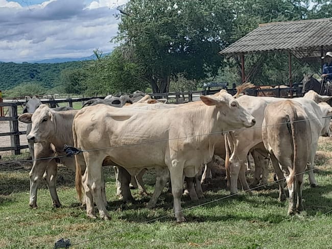 40.000 cabezas de ganado están en la zona más cercana al Nevado del Ruiz en el Tolima.