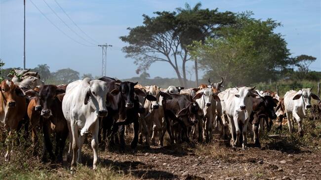 El Ministerio de Agricultura estaba advertido sobre la solicitud de información, por parte de Fedegán, que excedía los datos requeridos para el análisis de erradicación de fiebre aftosa. Foto: Getty Images