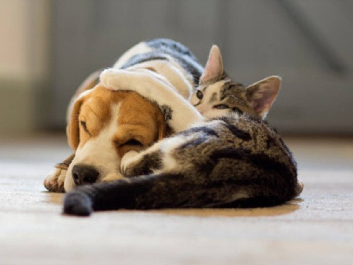 ¿Los animales sueñan como los humanos?