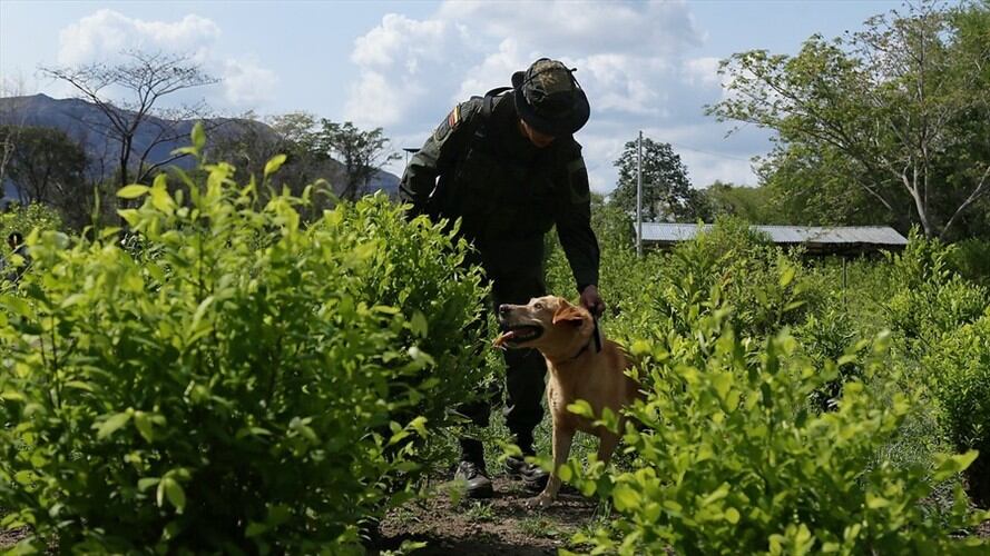 Crecimiento en cultivos ilícitos de coca en Colombia . Foto: Colprensa