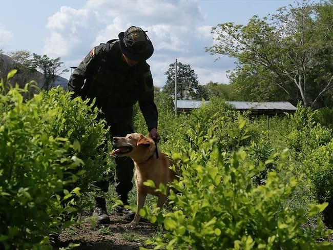 Crecimiento en cultivos ilícitos de coca en Colombia . Foto: Colprensa