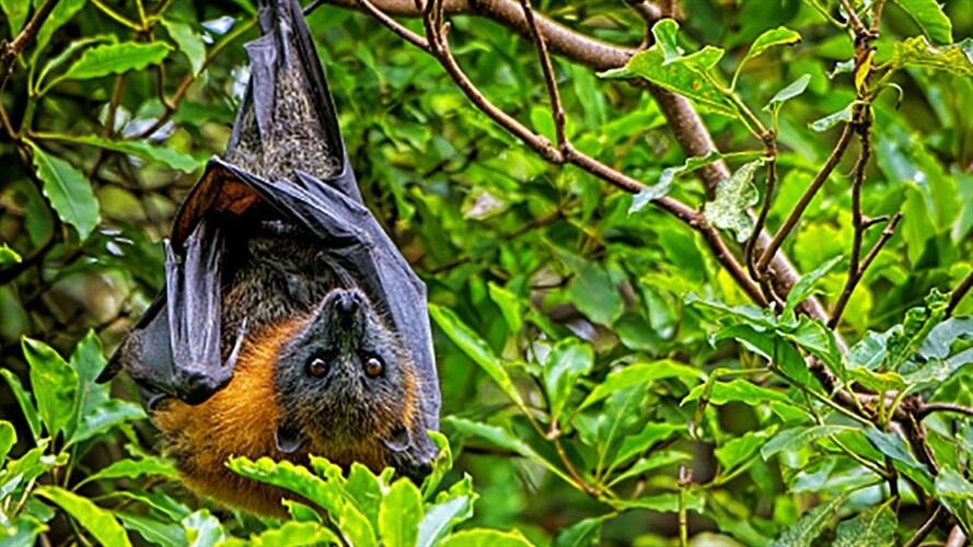 El coronavirus RmYN02 confirma que la COVID-19 no se creó en un laboratorio. Foto: Getty Images