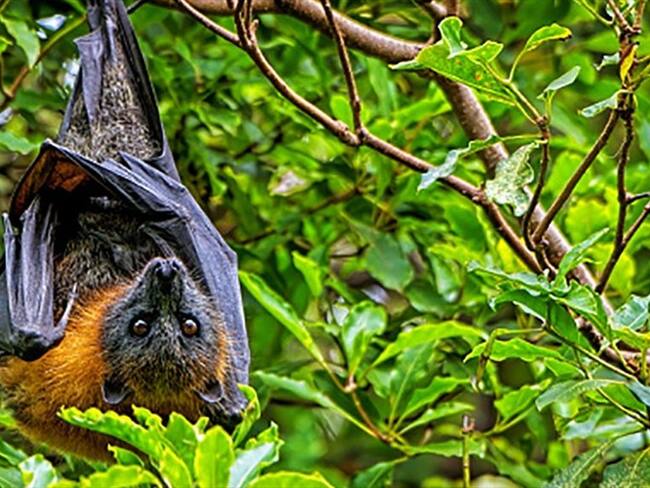 El coronavirus RmYN02 confirma que la COVID-19 no se creó en un laboratorio. Foto: Getty Images