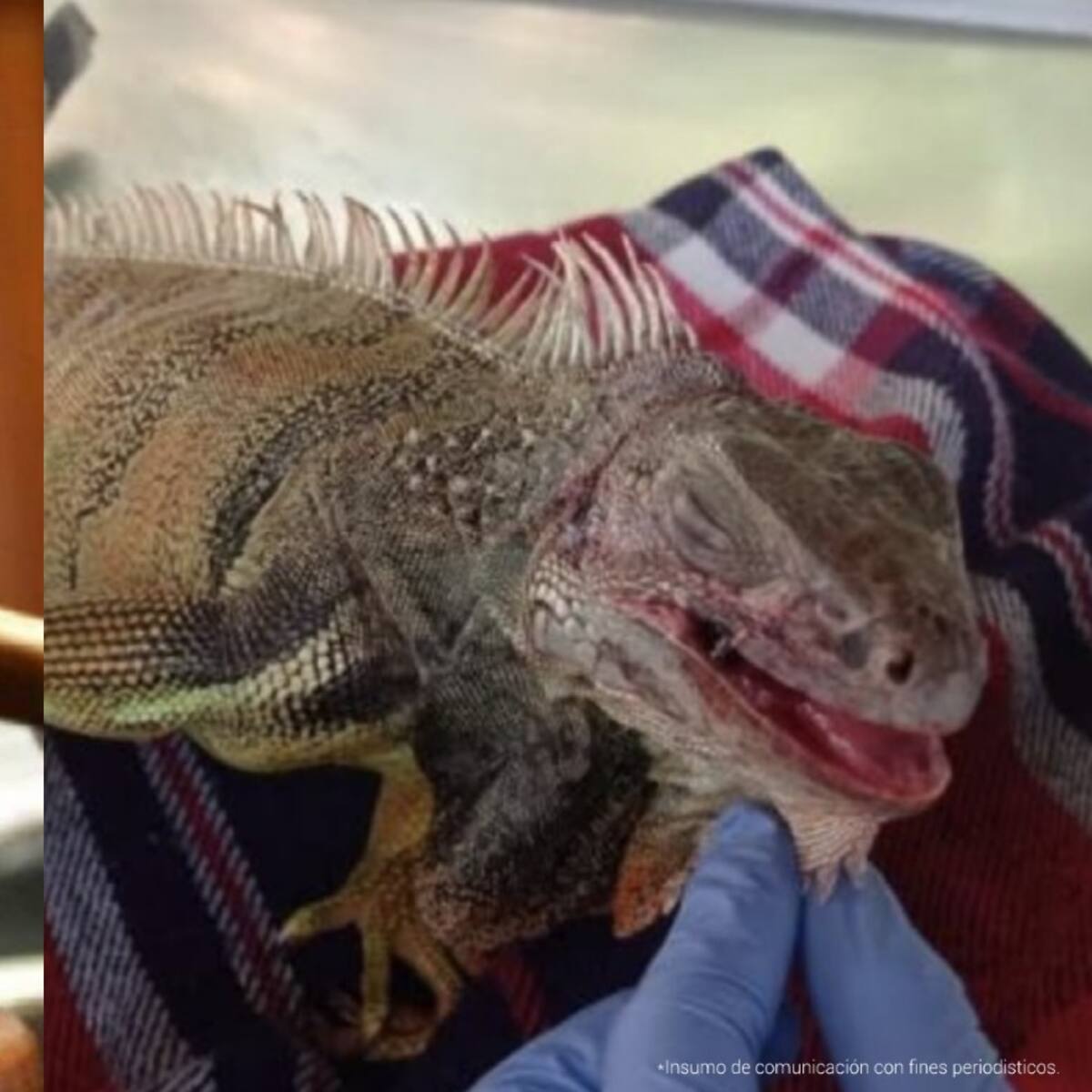 Imputan cargos a sujetos detenidos por tráfico de animales
