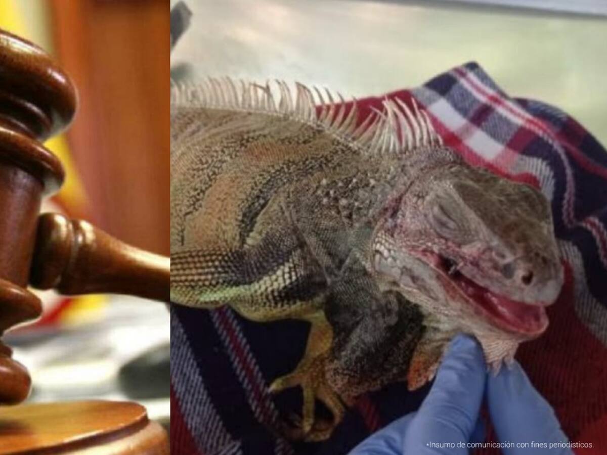 Imputan cargos a sujetos detenidos por tráfico de animales