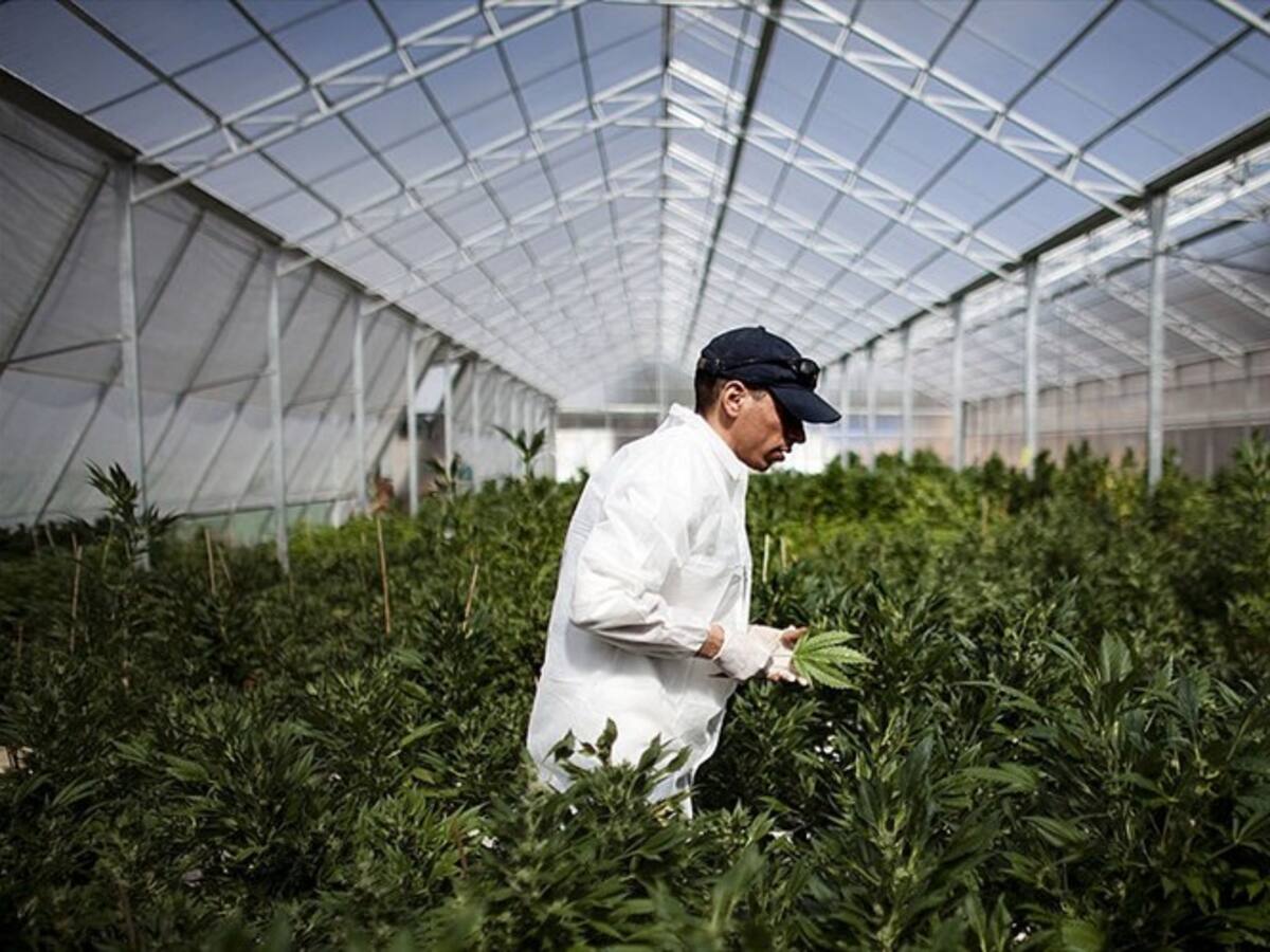 Necesitamos más claridad en las condiciones de la industria del cannabis: Rodrigo Arcila