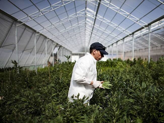 Necesitamos más claridad en las condiciones de la industria del cannabis: Rodrigo Arcila