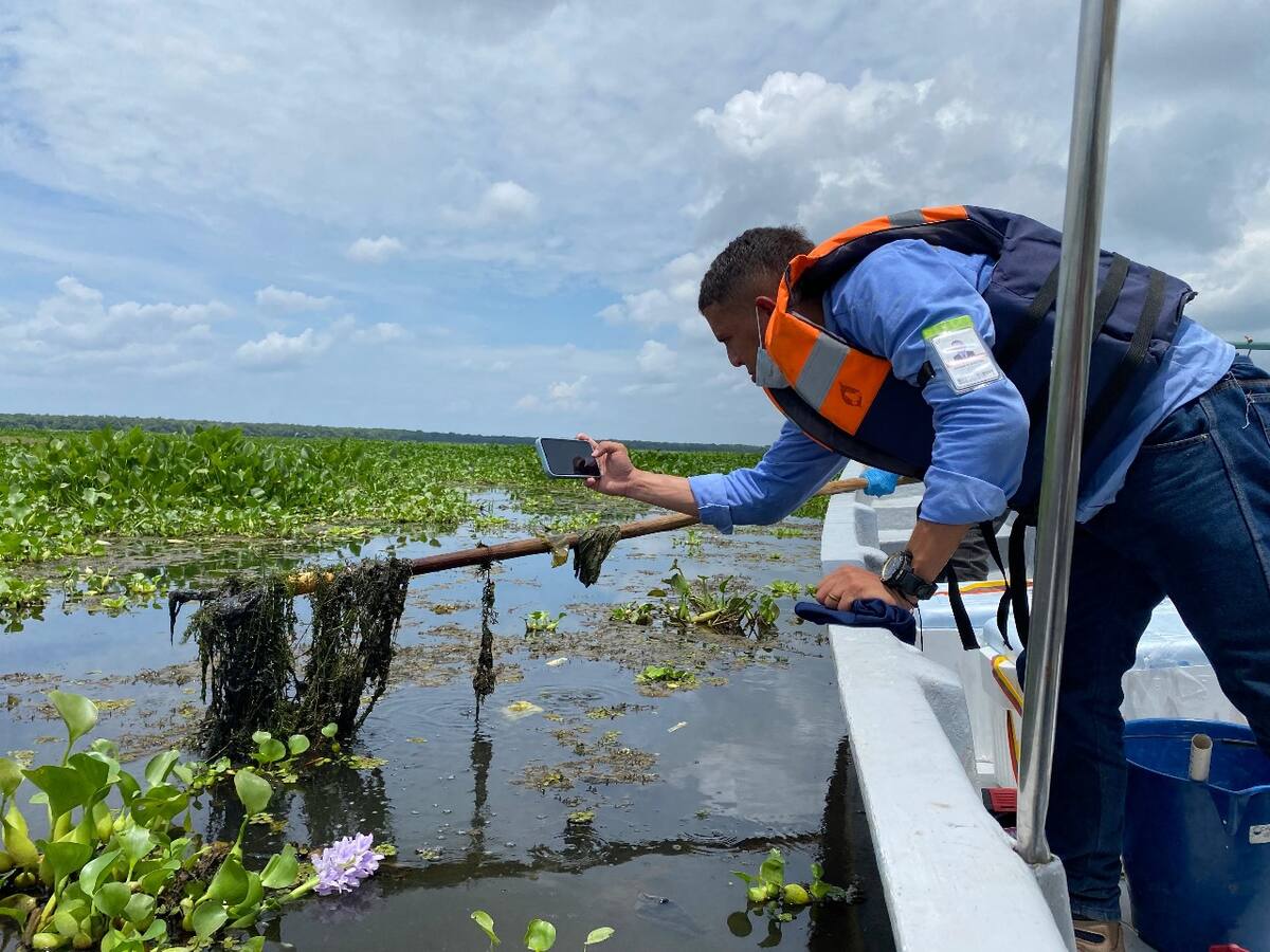 Planta acuática invasora en Nueva Venecia, Magdalena, mantiene en alerta a la población