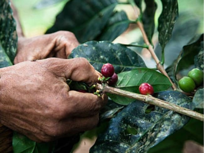 Importación de café aumentará ganancias en un 20% : Federación Nacional de Cafeteros